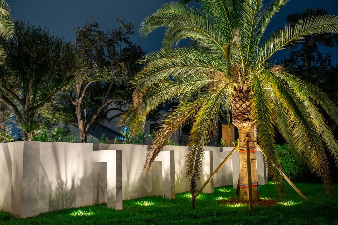 A mature date palm lit from its base at night
